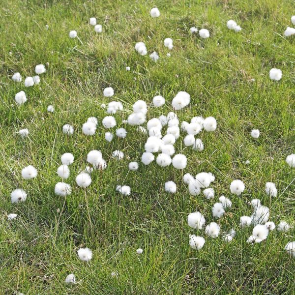 Eriophorum scheuchzeri arcticum Svalbard Isfjorden 1 RE a